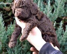 Lagotto Romagnolo štenci