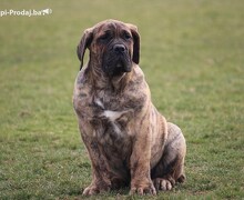 Presa Canario štenci