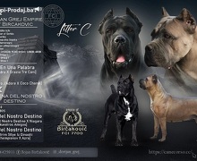 Cane corso štenci