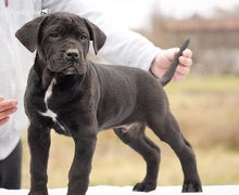 Cane Corso štenci