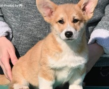 Velski korgi/Welsh Corgi Pembroke