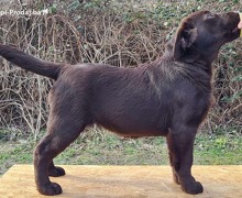 Labrador retriver čokoladni štenci