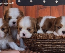 Cavalier king Charles spaniel štenci