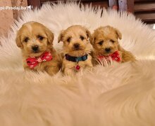 Mini Maltipoo PRELEPI štenci