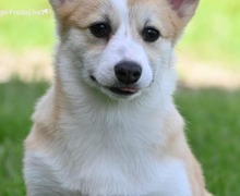 Velski korgi/Welsh Corgi Pembroke