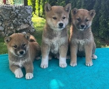 Shiba inu (šiba inu) štenci 
