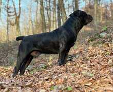 Južnoafrički mastif - Boerboel štenci