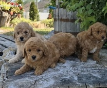 Maltipoo štenci