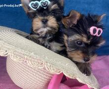 Yorkshire Terrier štenci