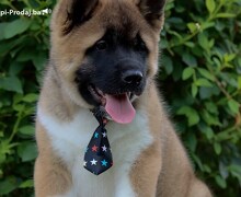 Americka Akita stenci