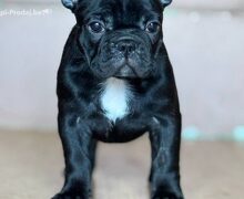 Francuski Buldog prelepi stenci