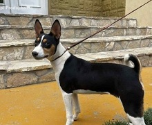 Prelepi BASENJI štenci