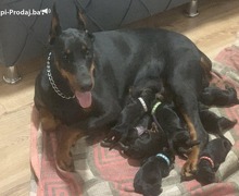 Doberman štenci