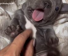 Francuski Buldog prelepi stenci