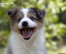 Border koli-Border collie štenad