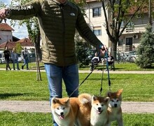 Stenci akita inu-Japanski