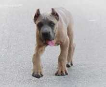 Cane Corso vrhunski štenci