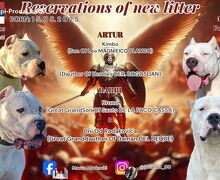 Dogo Argentino štenci