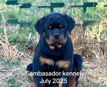 Vrhunsko leglo ROTVAJLERA
