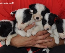 Border Collie štenci