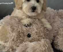 Pudle i Maltipoo štenci