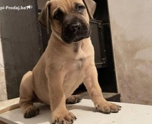 Južnoafrički mastif - Boerboel štenci