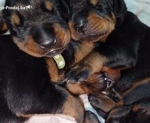 Doberman štenci