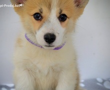 Velški Corgi Pembrok prelepi štenci