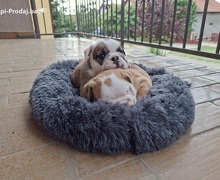 Engleski Buldog