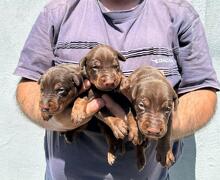 Doberman štenci
