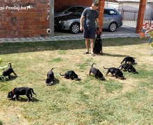 Doberman štenci