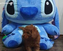 Toy/mini crvene pudle