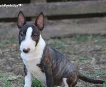 Mini Bull Terijer prelepi štenci