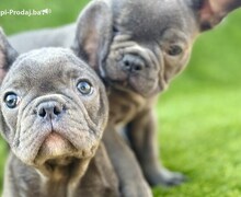 Francuski Buldog prelepi stenci