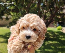 Maltipoo prelepi štenci