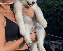 Akita inu ženka