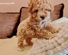 Maltipoo štenci