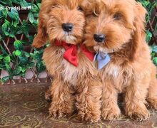 Labradoodle prelepi štenci