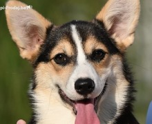 Velski korgi Welsh Corgi Pembroke