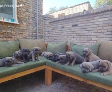 Cane Corso ( Kane Korso ) vrhunski štenci