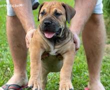 Južnoafrički mastif - Boerboel štenci