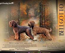 Lagotto Romagnolo štenci