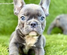 Francuski Buldog prelepi stenci