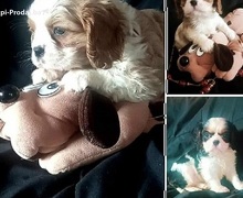 Cavalier King Charles štenci