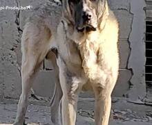 Turski Kangal, mužjak