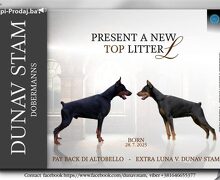 Doberman štenci