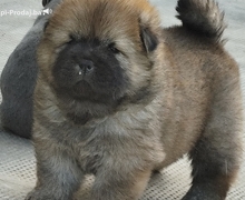 Chow Chow muško