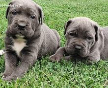 Cane Corso Muški