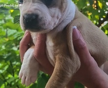 Pitbull štenci
