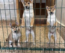 Shiba inu štenci od vrhunskih roditelja